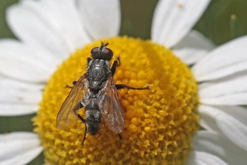 Stevenia sp.